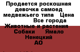Продается роскошная девочка самоед медвежьего типа › Цена ­ 35 000 - Все города Животные и растения » Собаки   . Ямало-Ненецкий АО